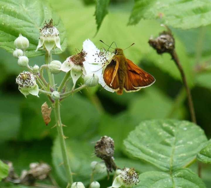 Essex Skipper butterfly