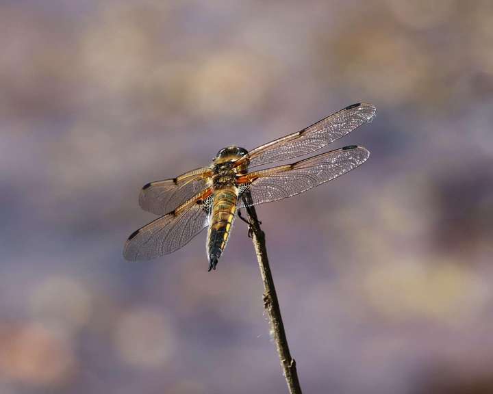 Four Spotted Chaser Dragonfly