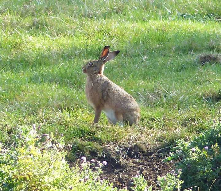 Hare