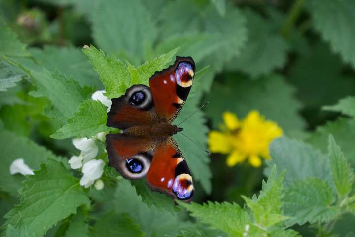 Peacock Butterfly