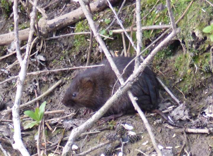 Water Vole