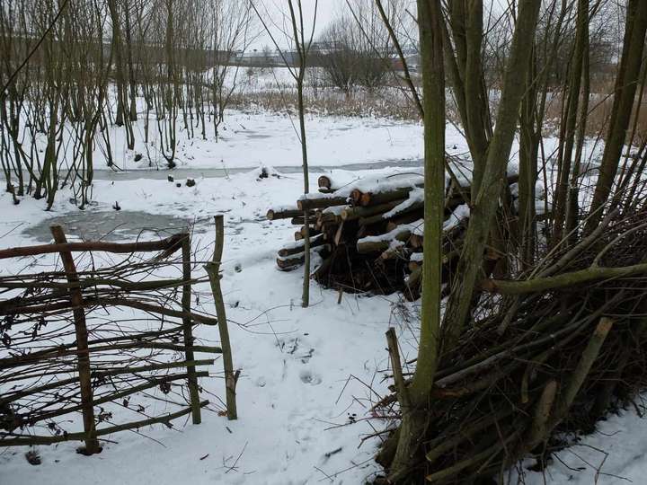 Winter view over wetland