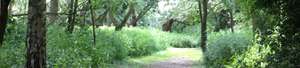 Scole Pocket Park